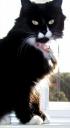 Ms. Patsy Kitty