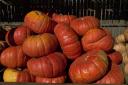 5_pumpkins_crw_1615.jpg