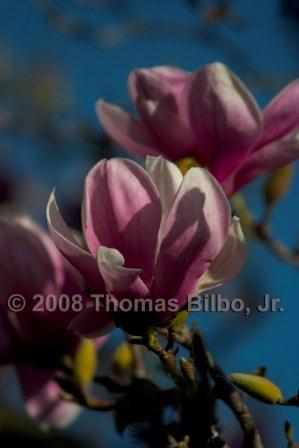 Japanese Magnolias In Bloom