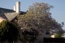 CDK Japanese Magnolia Tree Blooming