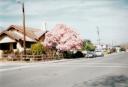 Japanese Magnolia Bloom - 1
