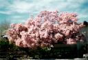 Japanese Magnolia Bloom - 2