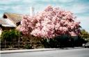 Japanese Magnolia Bloom - 3