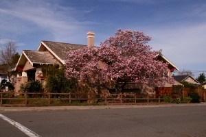 Japanese Magnolia and House