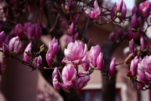 A Magnolia Closeup