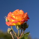 Diablo Flame Rose with Dew