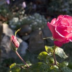 Double Delight Rose and Bud with Dew