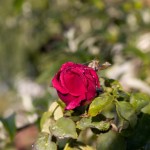 Red Rose in Dew
